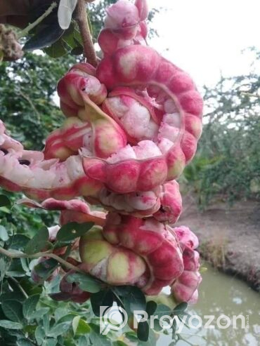 খই ফল/ খইয়া ফল/ জিলাপি ফল