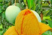 গোপালভোগ আম বিক্রি হবে