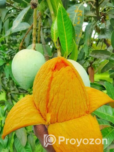 গোপালভোগ আম বিক্রি হবে