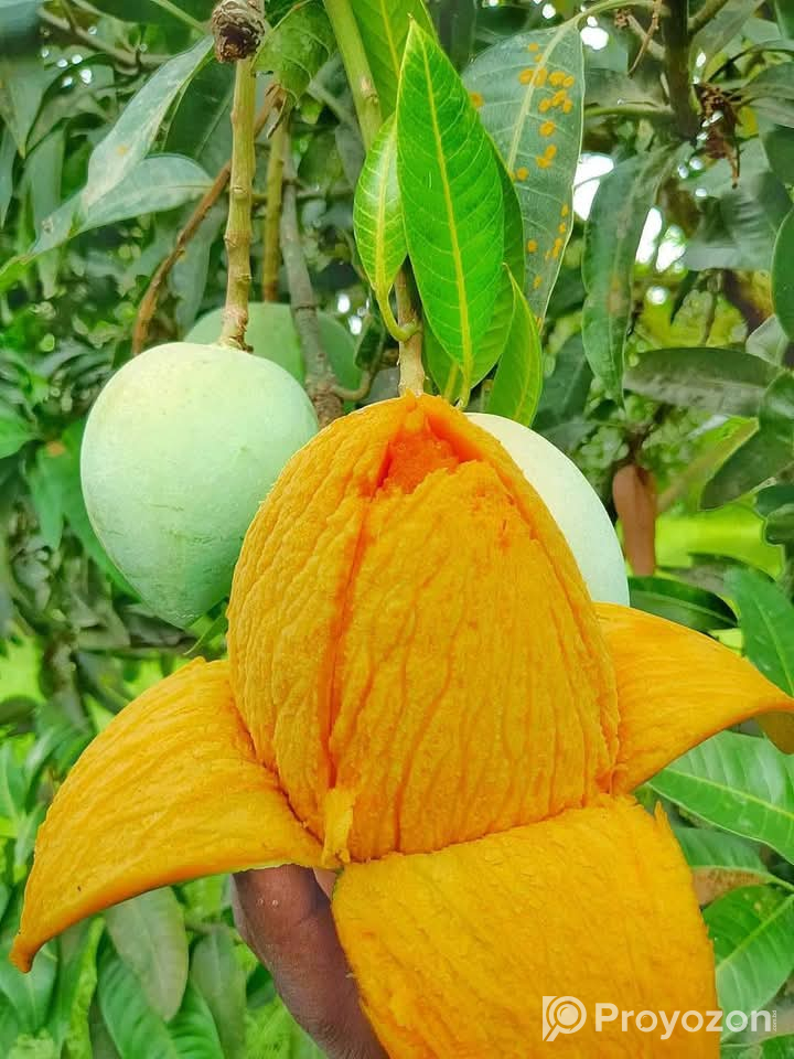 গোপালভোগ আম বিক্রি হবে