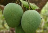 গোপালভোগ আম বিক্রি হবে