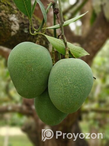 গোপালভোগ আম বিক্রি হবে