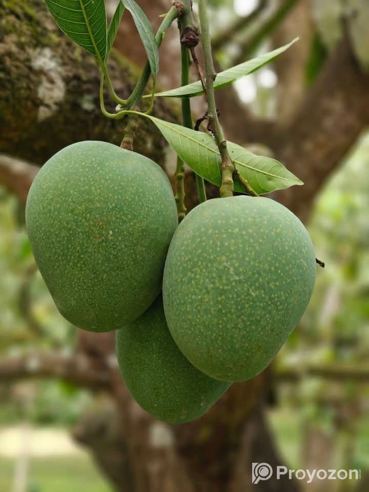 গোপালভোগ আম বিক্রি হবে