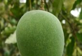 গোপালভোগ আম বিক্রি হবে