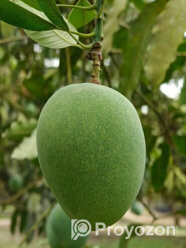 গোপালভোগ আম বিক্রি হবে