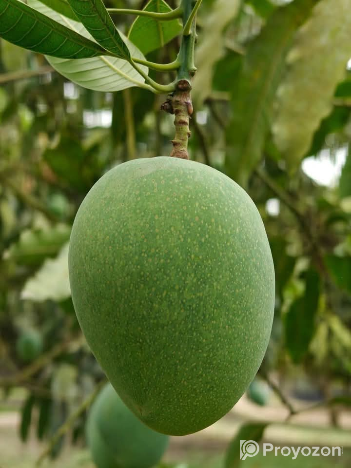 গোপালভোগ আম বিক্রি হবে