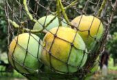 গোপালভোগ আম বিক্রি হবে