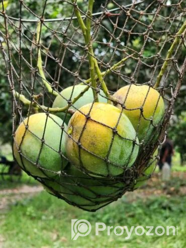 গোপালভোগ আম বিক্রি হবে