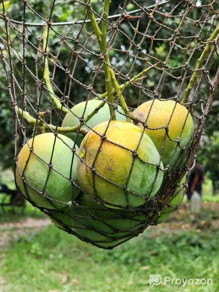 গোপালভোগ আম বিক্রি হবে