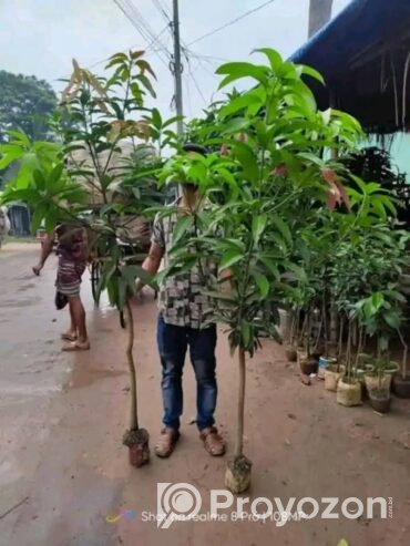১০ টি বিভিন্ন প্রজাতির আমের চারা গাছ