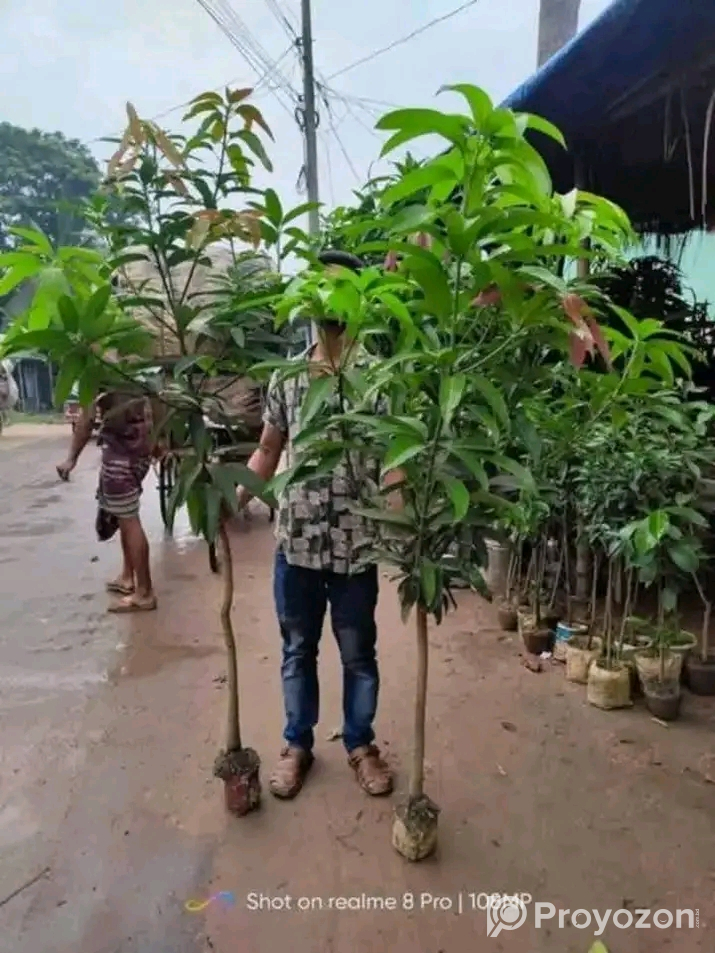 ১০ টি বিভিন্ন প্রজাতির আমের চারা গাছ