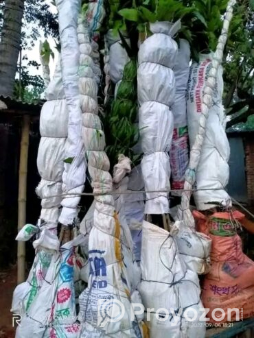 ১০ টি বিভিন্ন প্রজাতির আমের চারা গাছ