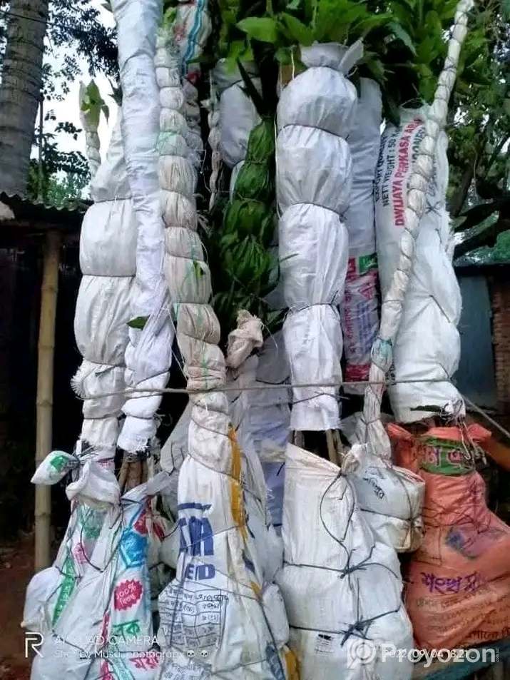 ১০ টি বিভিন্ন প্রজাতির আমের চারা গাছ