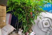 ১০ টি বিভিন্ন প্রজাতির আমের চারা গাছ