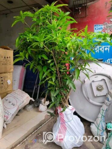 ১০ টি বিভিন্ন প্রজাতির আমের চারা গাছ