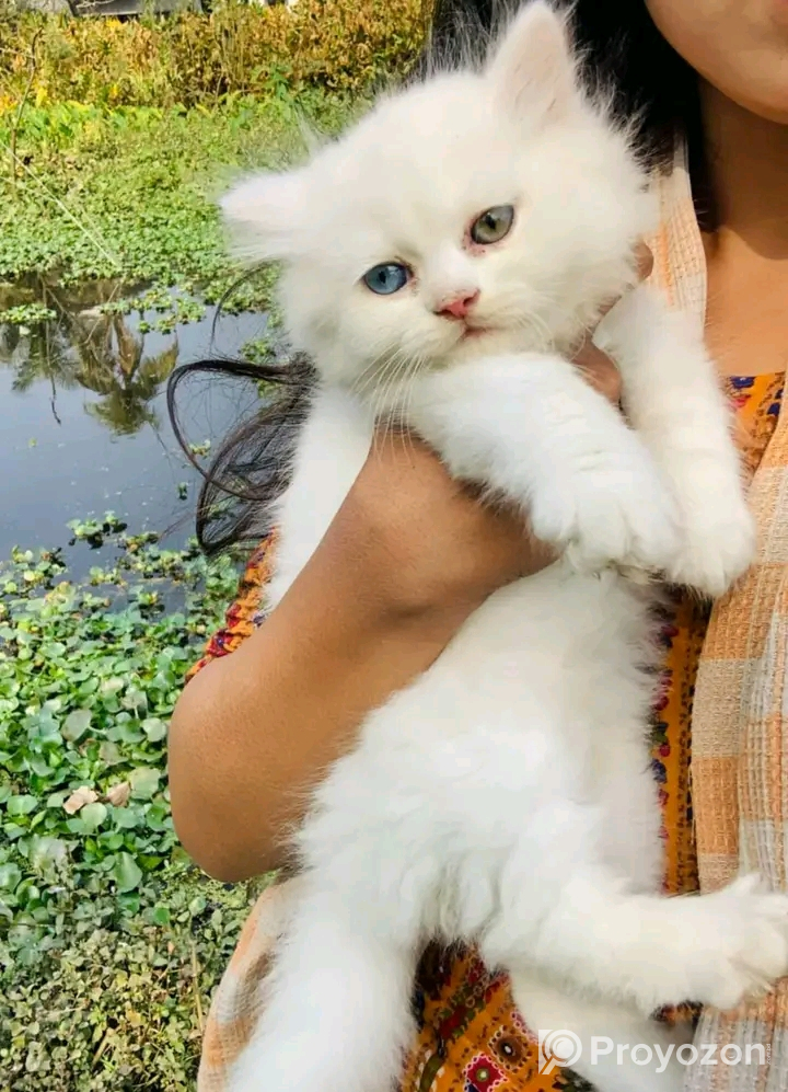 পার্সিয়ান বিড়াল বিক্রি হবে
