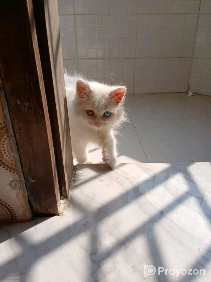পার্সিয়ান বিড়াল বিক্রি হবে