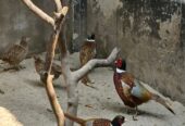 Ring-necked Pheasant Birds for sell