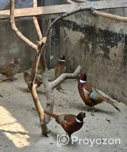 Ring-necked Pheasant Birds for sell