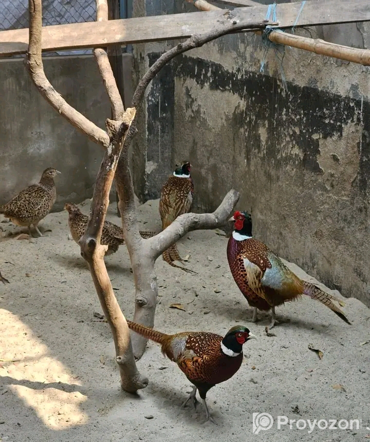 Ring-necked Pheasant Birds for sell