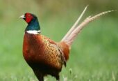 Ring-necked Pheasant Birds for sell