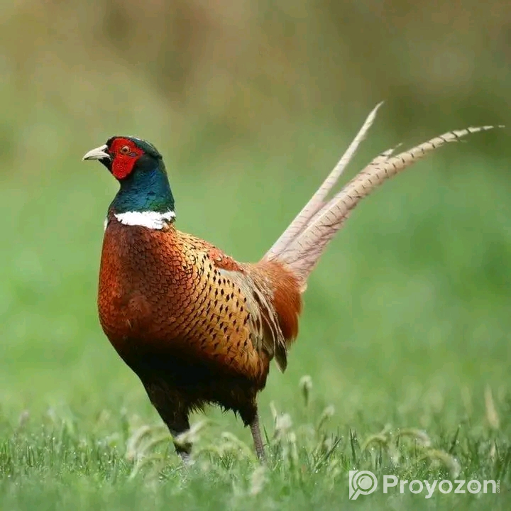 Ring-necked Pheasant Birds for sell