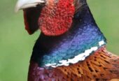 Ring-necked Pheasant Birds for sell