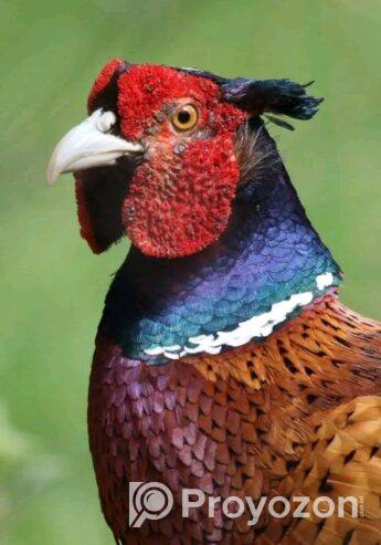 Ring-necked Pheasant Birds for sell