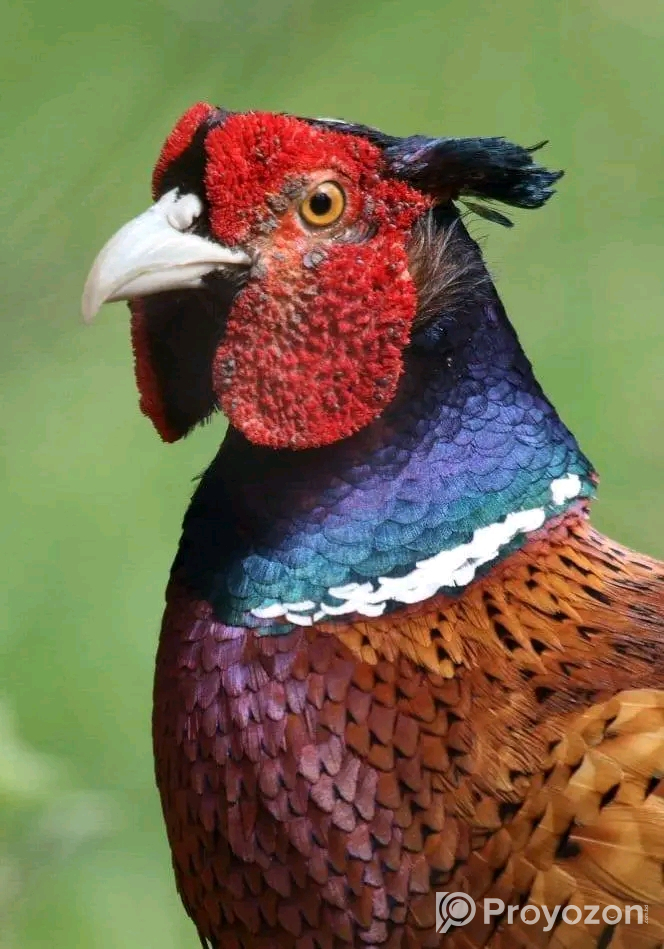 Ring-necked Pheasant Birds for sell