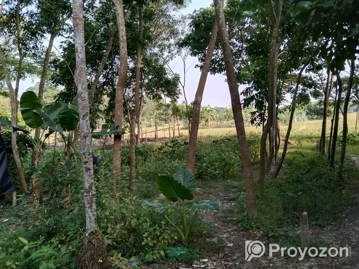 পাঁচ(৫)শতাংশ নির্ভেজাল জমি বিক্রি হবে