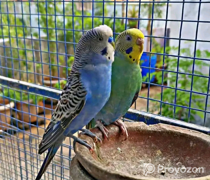 ডিমসহ বাজিগর এবং রানিং বাজিগর বিক্রি হবে।