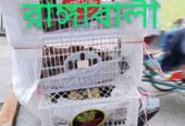 ২ দিন বয়সি *টাইগার* মুরগির বা*চ্চা বিক্রি হবে