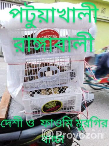 ২ দিন বয়সি *টাইগার* মুরগির বা*চ্চা বিক্রি হবে