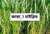 বিভিন্ন জাতের ঘাসের রীজ বিক্রয় হবে