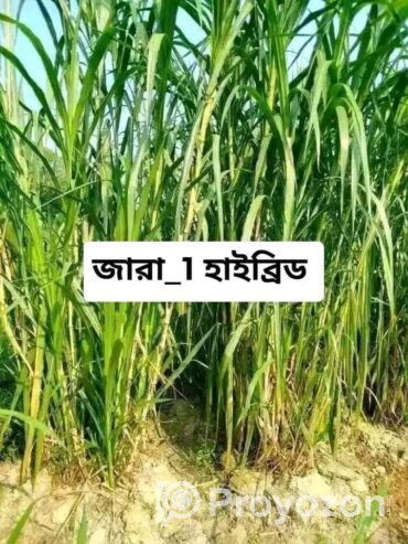 বিভিন্ন জাতের ঘাসের রীজ বিক্রয় হবে
