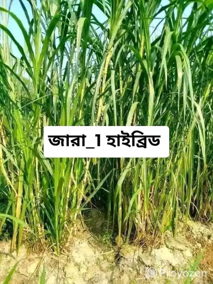 বিভিন্ন জাতের ঘাসের রীজ বিক্রয় হবে
