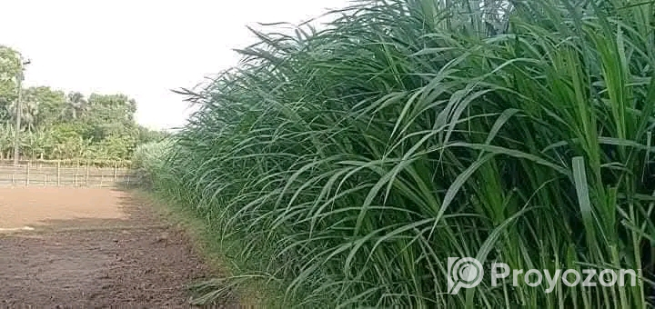 বিভিন্ন জাতের ঘাসের রীজ বিক্রয় হবে