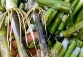 বিভিন্ন জাতের ঘাসের রীজ বিক্রয় হবে