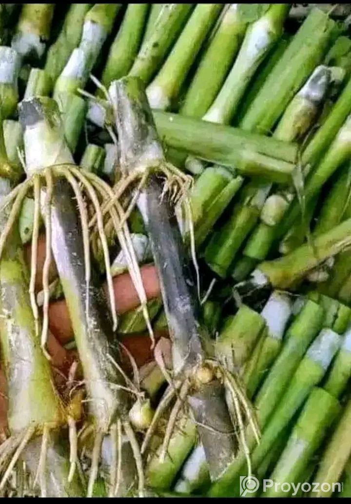 বিভিন্ন জাতের ঘাসের রীজ বিক্রয় হবে