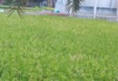 স্কয়ার খালি জমি অতীজরুরী বিক্রি করা হবে।