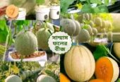 ২১ প্রকার হাইব্রিড উচ্চ ফলনশীল বীজ প্যাকেজ