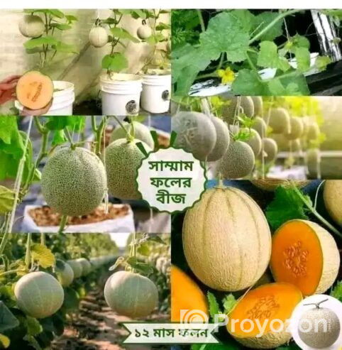 ২১ প্রকার হাইব্রিড উচ্চ ফলনশীল বীজ প্যাকেজ