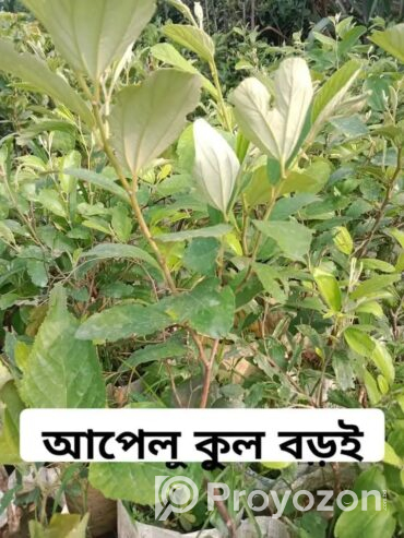 দেশি-বিদেশি ফলের চারা বিক্রি করা হয়-