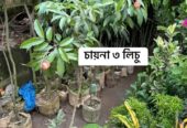 দেশি-বিদেশি ফলের চারা বিক্রি করা হয়-