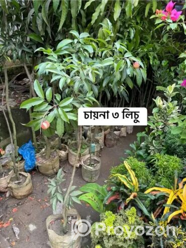 দেশি-বিদেশি ফলের চারা বিক্রি করা হয়-