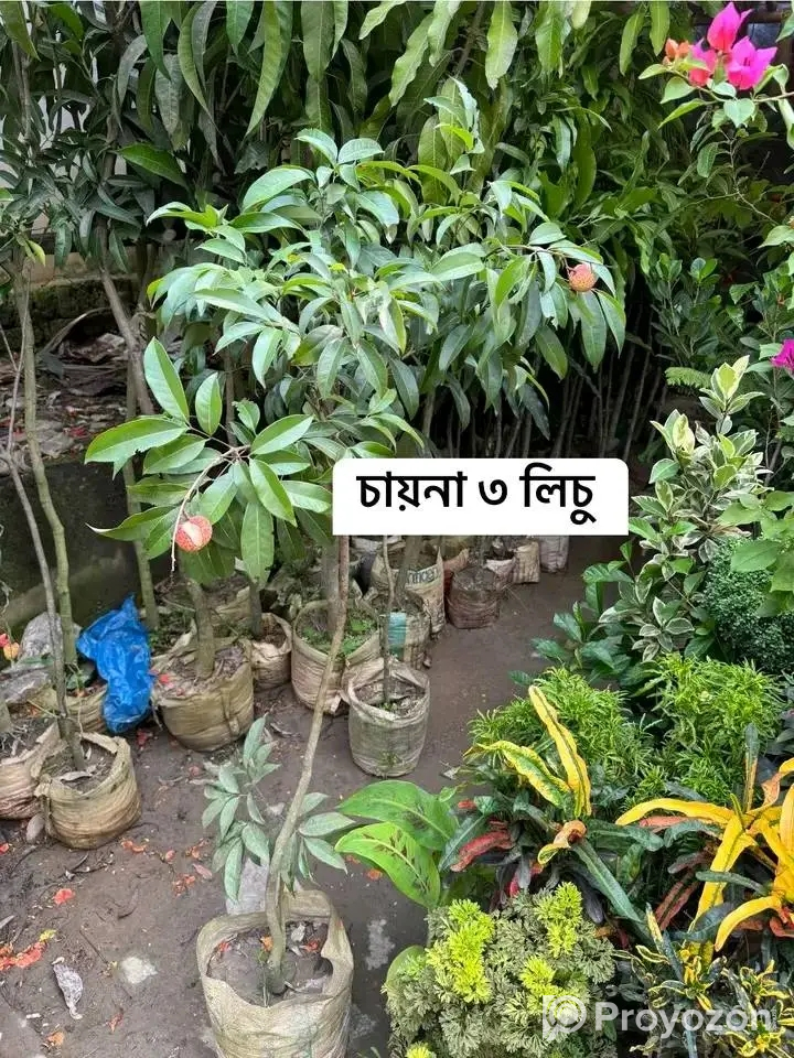 দেশি-বিদেশি ফলের চারা বিক্রি করা হয়-