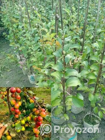 দেশি-বিদেশি ফলের চারা বিক্রি করা হয়-