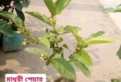 দেশি-বিদেশি ফলের চারা বিক্রি করা হয়-