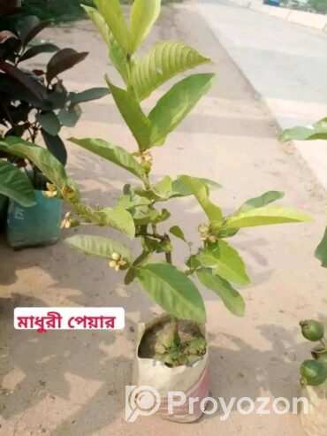 দেশি-বিদেশি ফলের চারা বিক্রি করা হয়-