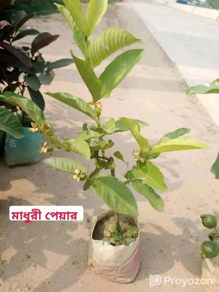 দেশি-বিদেশি ফলের চারা বিক্রি করা হয়-